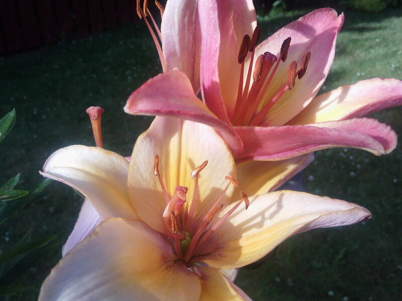 Pink and Yellow Lilies
