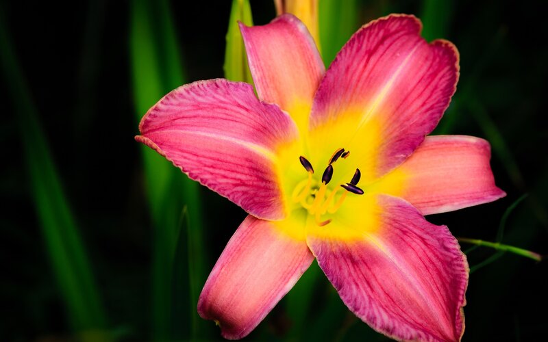 Pink and Yellow Lily — Dramatic