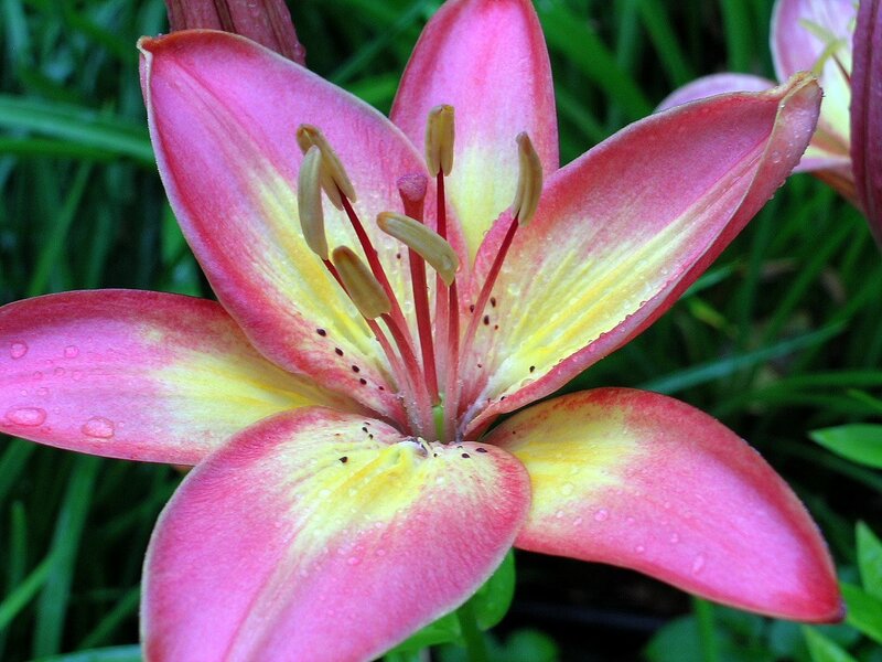 pink and yellow lily flower