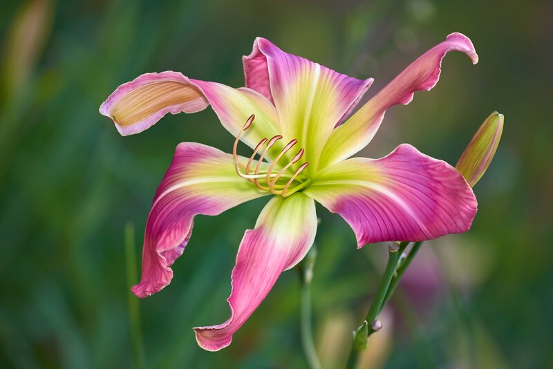 Pink and Yellow Lily — Serene, Afternoon