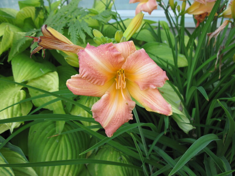 Pink and Yellow Lily — Serene