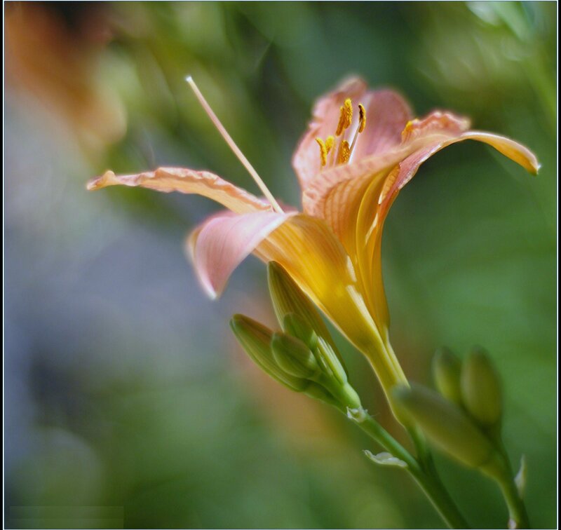 Pink and Yellow Lily