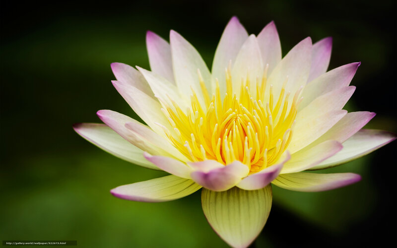 Pink and Yellow Lotus Flower