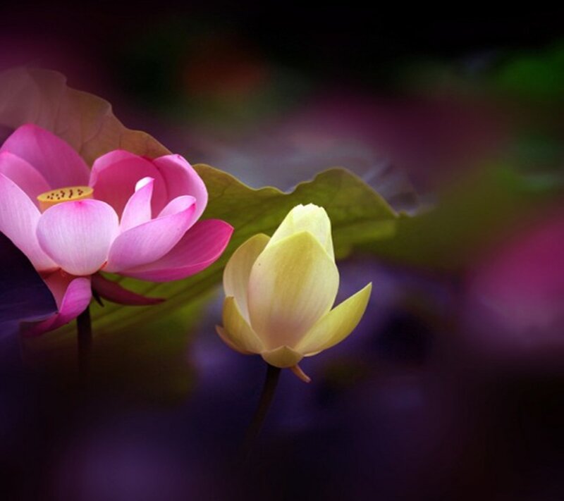 Pink and Yellow Lotus Flowers