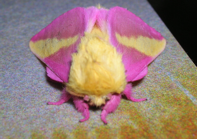 Pink and Yellow Moth — Calm