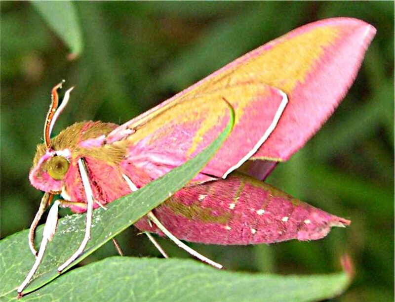 Pink and Yellow Moth — Natural