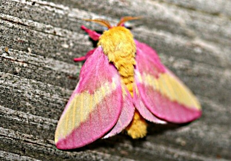 Pink and Yellow Moth