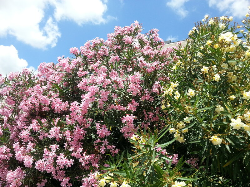Pink and Yellow Oleander Bushes