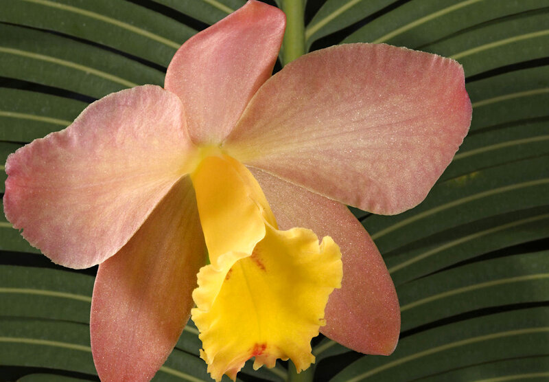 Pink and Yellow Orchid — Calm