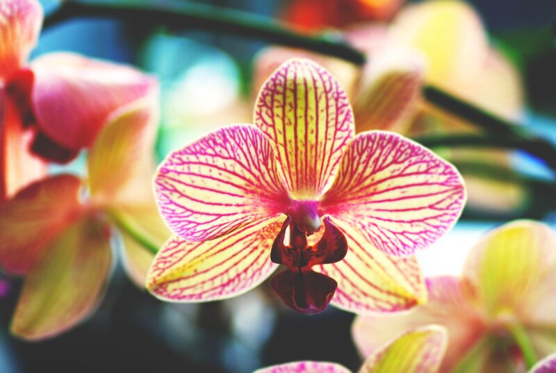 Pink and yellow orchid flower