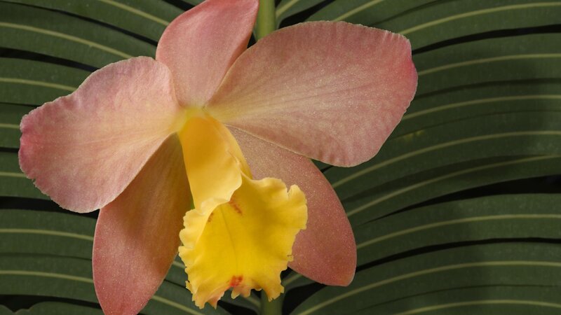 pink and yellow orchid flower