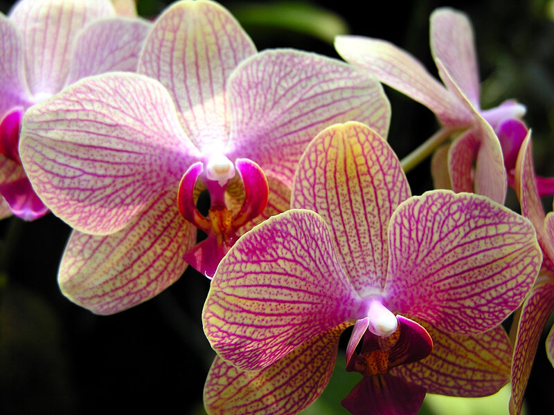 Pink and yellow orchid flowers