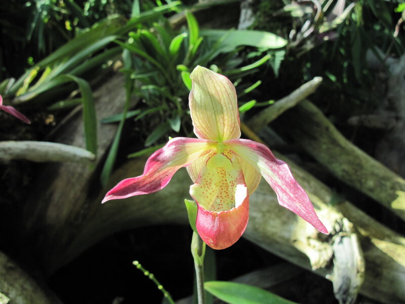 Pink and Yellow Orchid — Natural