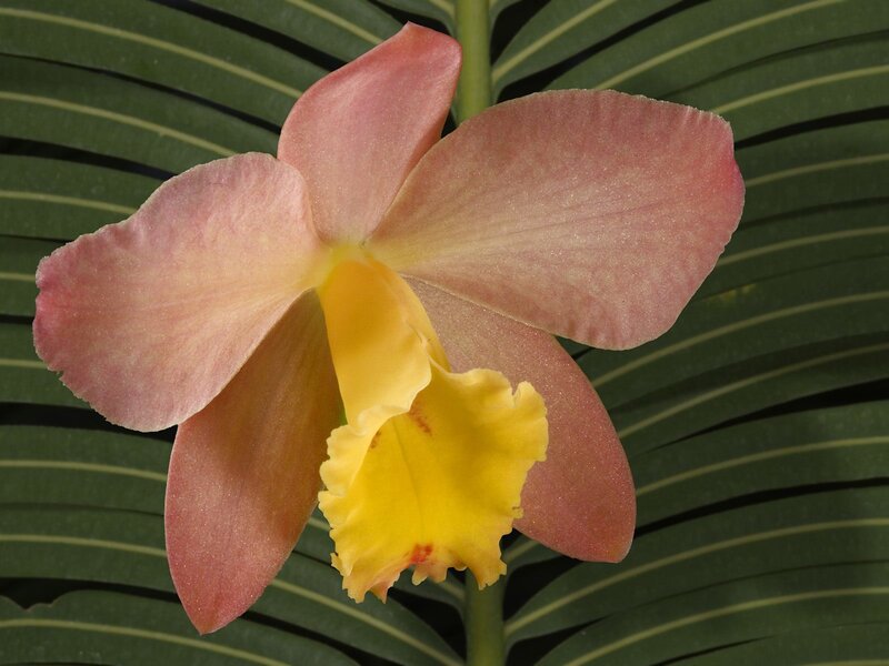 Pink and Yellow Orchid