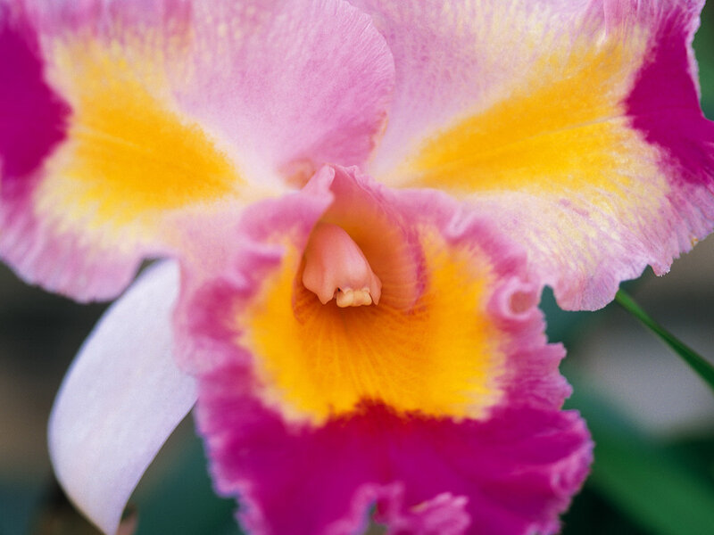 Pink and Yellow Orchid — Vibrant