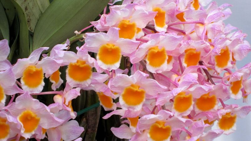 Pink and Yellow Orchids — Calm, Photograph