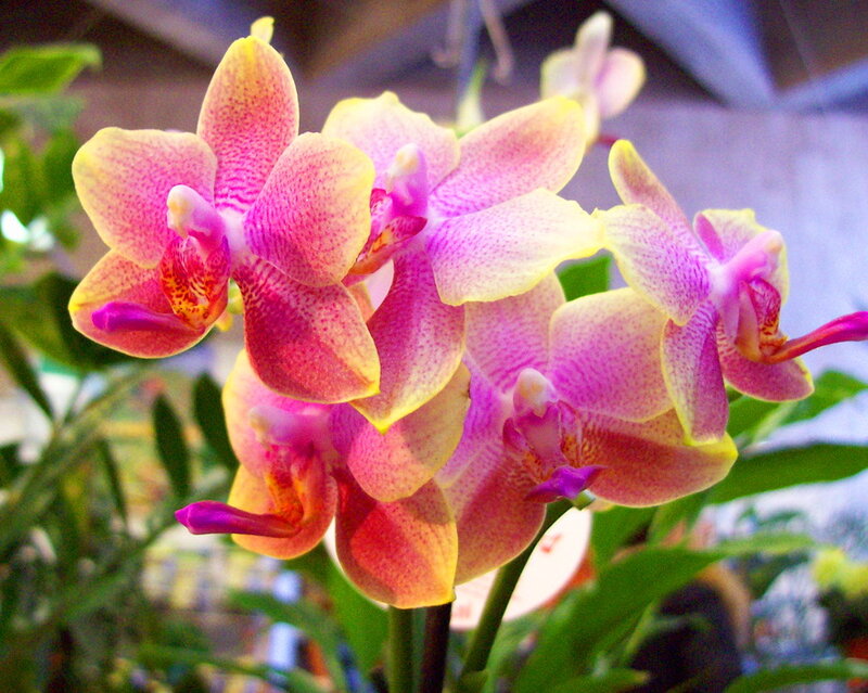 Pink and Yellow Orchids — Calm