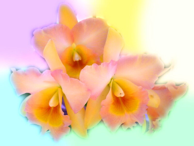 Pink and Yellow Orchids — Dreamy