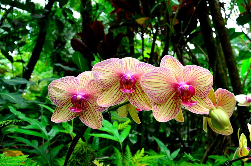 Pink and Yellow Orchids — Green