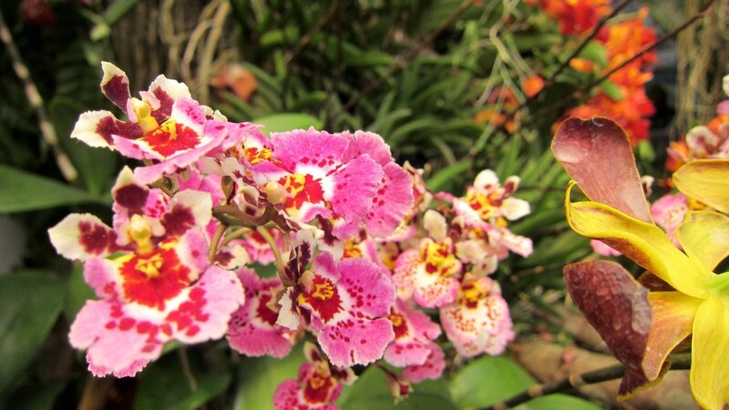 Pink and Yellow Orchids — Natural