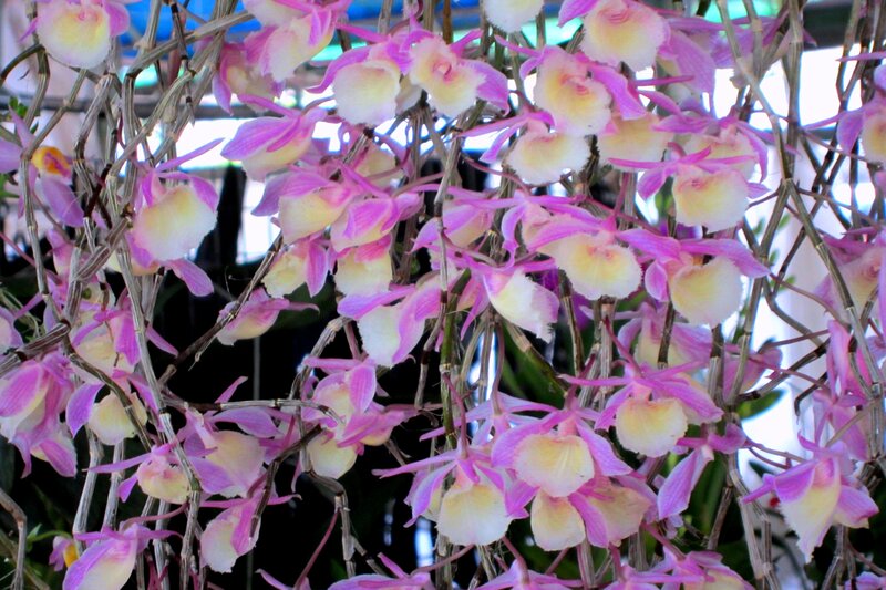 Pink and Yellow Orchids — Purple