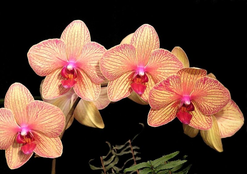 Pink and yellow orchids