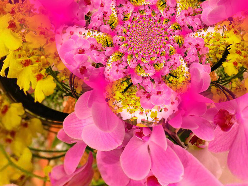 Pink and Yellow Orchids — Vibrant