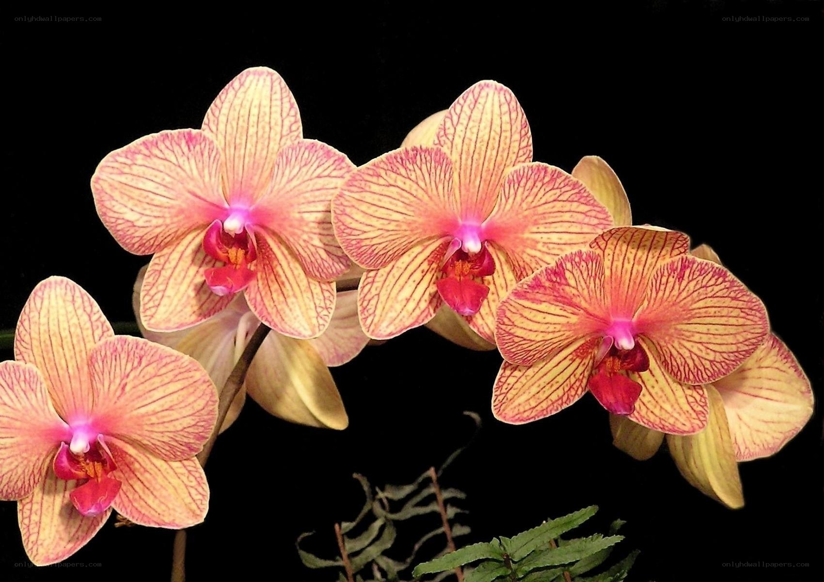 Pink and yellow orchids