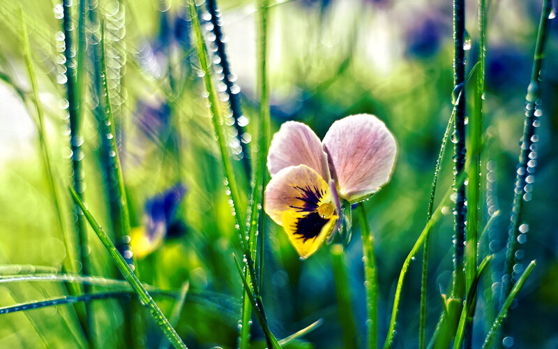 Pink and Yellow Pansy