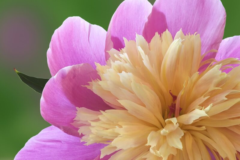 Pink and Yellow Peony Flower — Serene