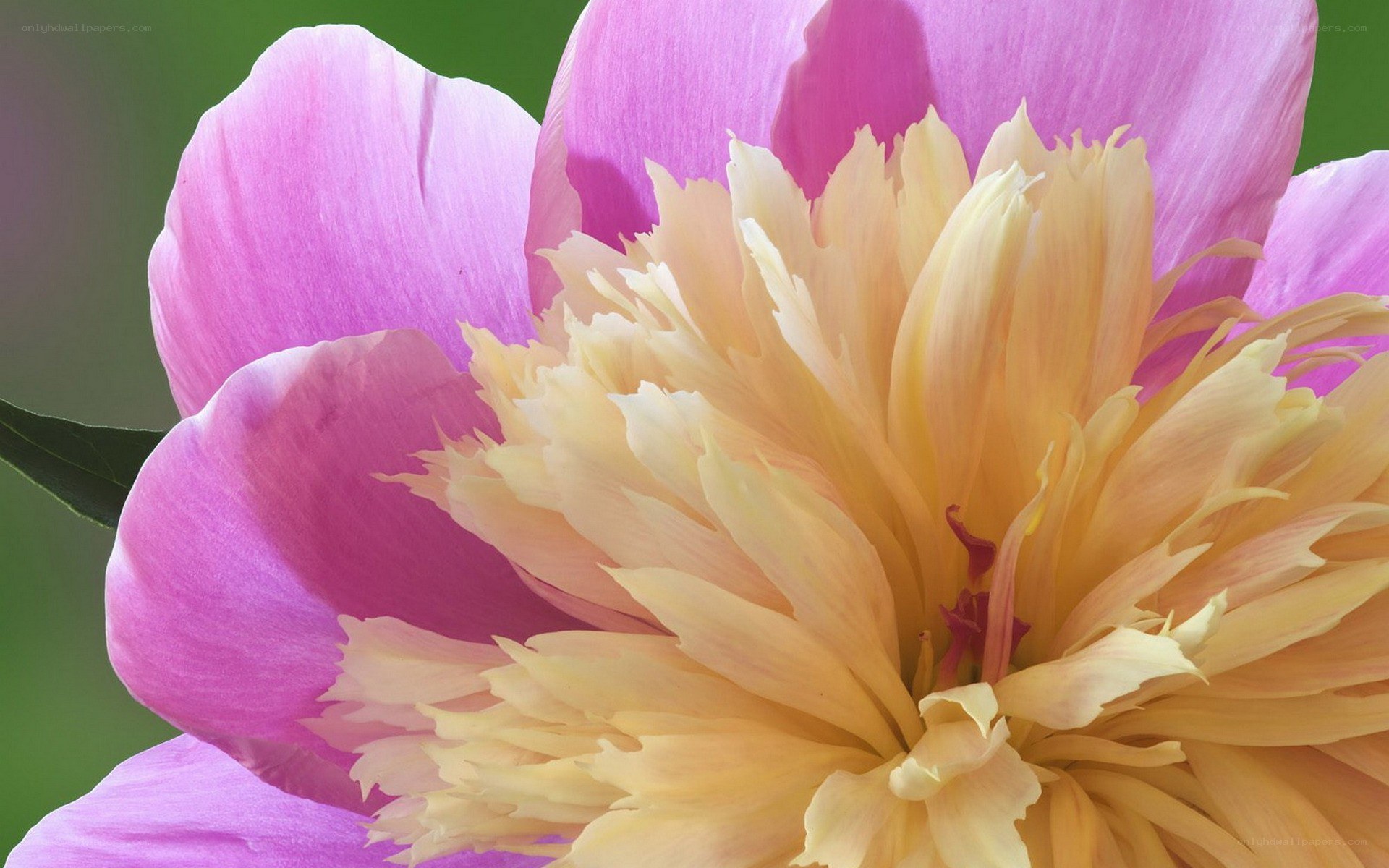 Pink and yellow peony flower