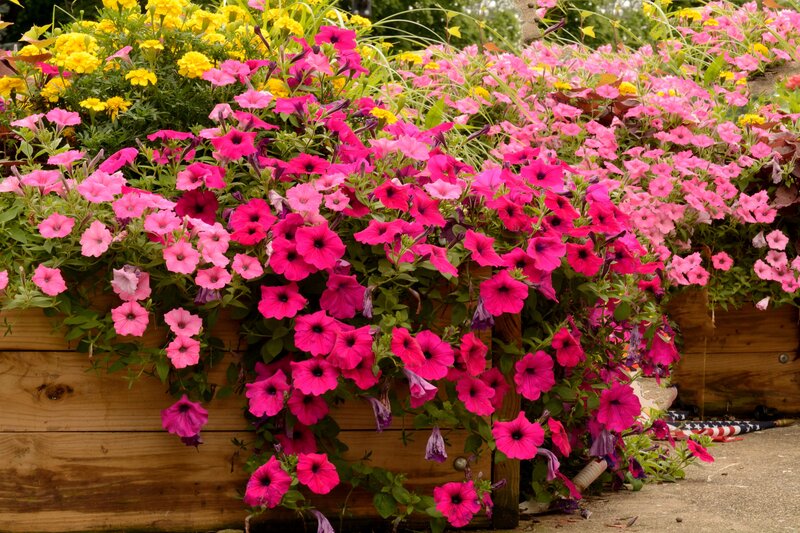 Pink and Yellow Petunias