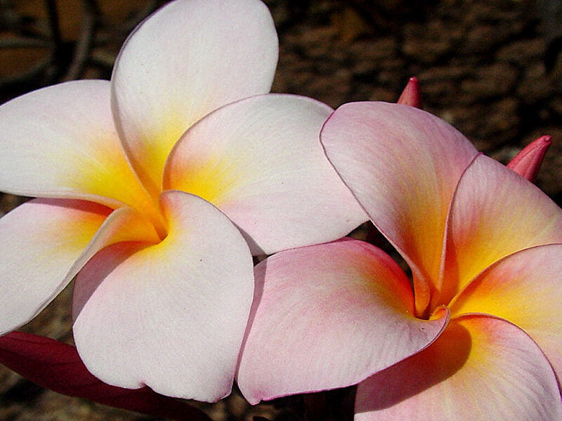 Pink and yellow plumeria flowers