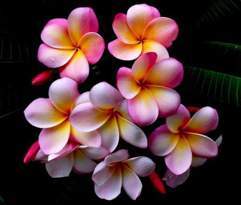 Pink and Yellow Plumeria Flowers — Dramatic
