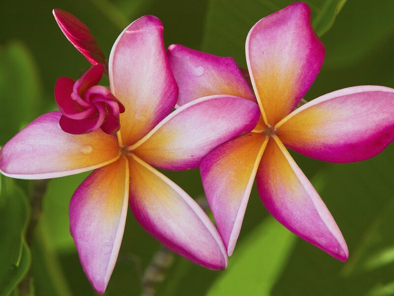 Pink and yellow plumeria flowers