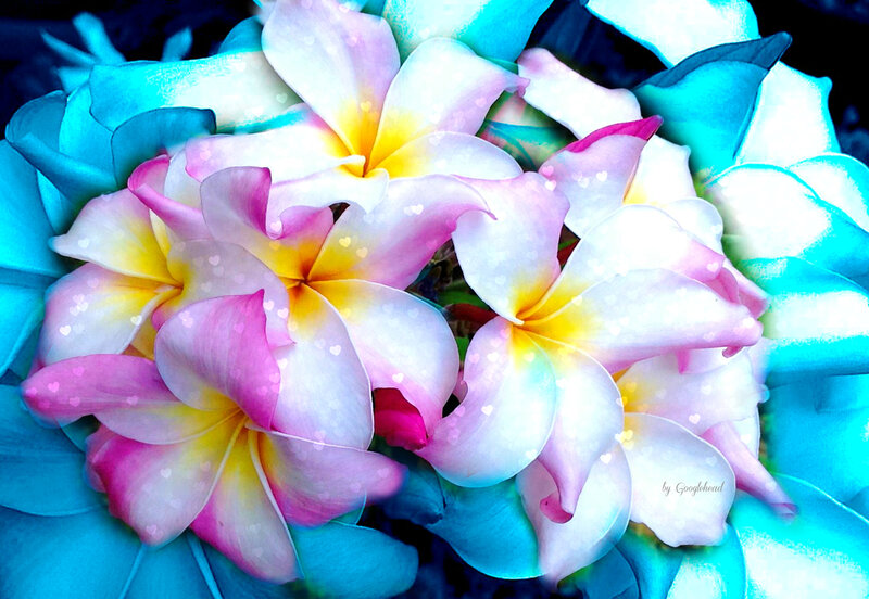 Pink and Yellow Plumeria