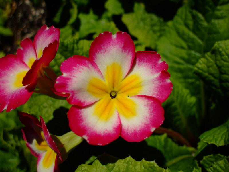 Pink and Yellow Primrose