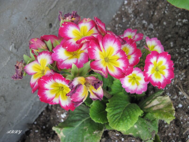 Pink and Yellow Primroses