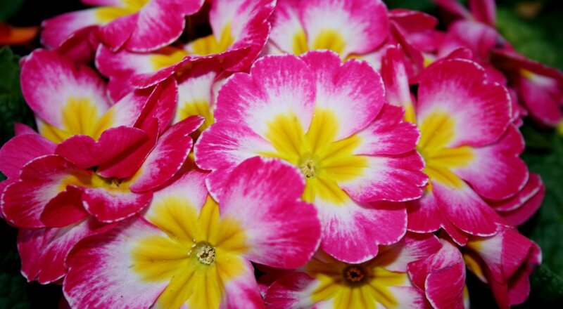 Pink and Yellow Primroses — Vibrant