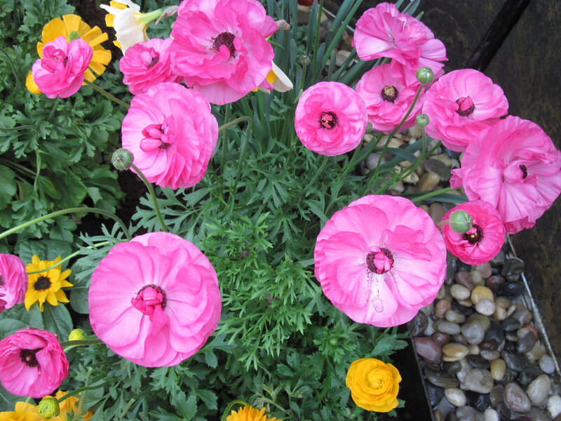Pink and Yellow Ranunculus — Bright