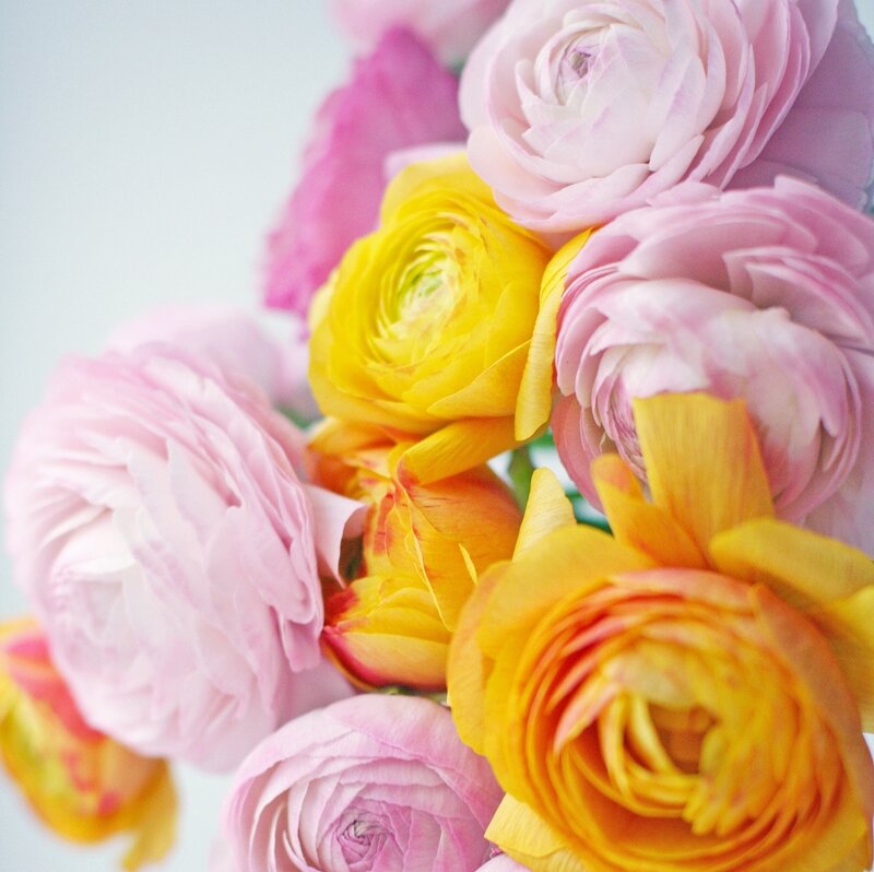 Pink and Yellow Ranunculus — Calm, Spring, Photograph, Flowers, Bouquet