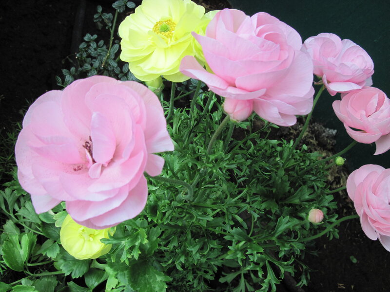 Pink and Yellow Ranunculus — Calm, Spring, Photograph, Flowers