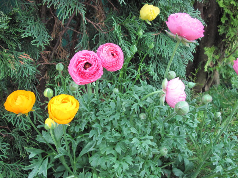 Pink and Yellow Ranunculus — Calm, Spring, Photograph