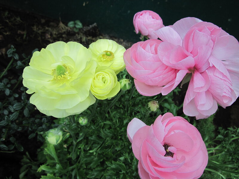 Pink and Yellow Ranunculus — Calm, Spring