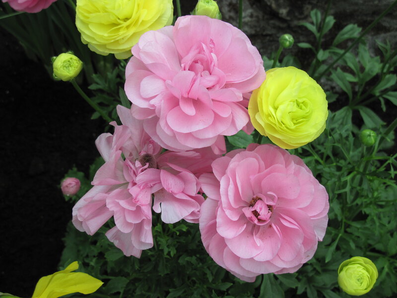 Pink and Yellow Ranunculus — Calm