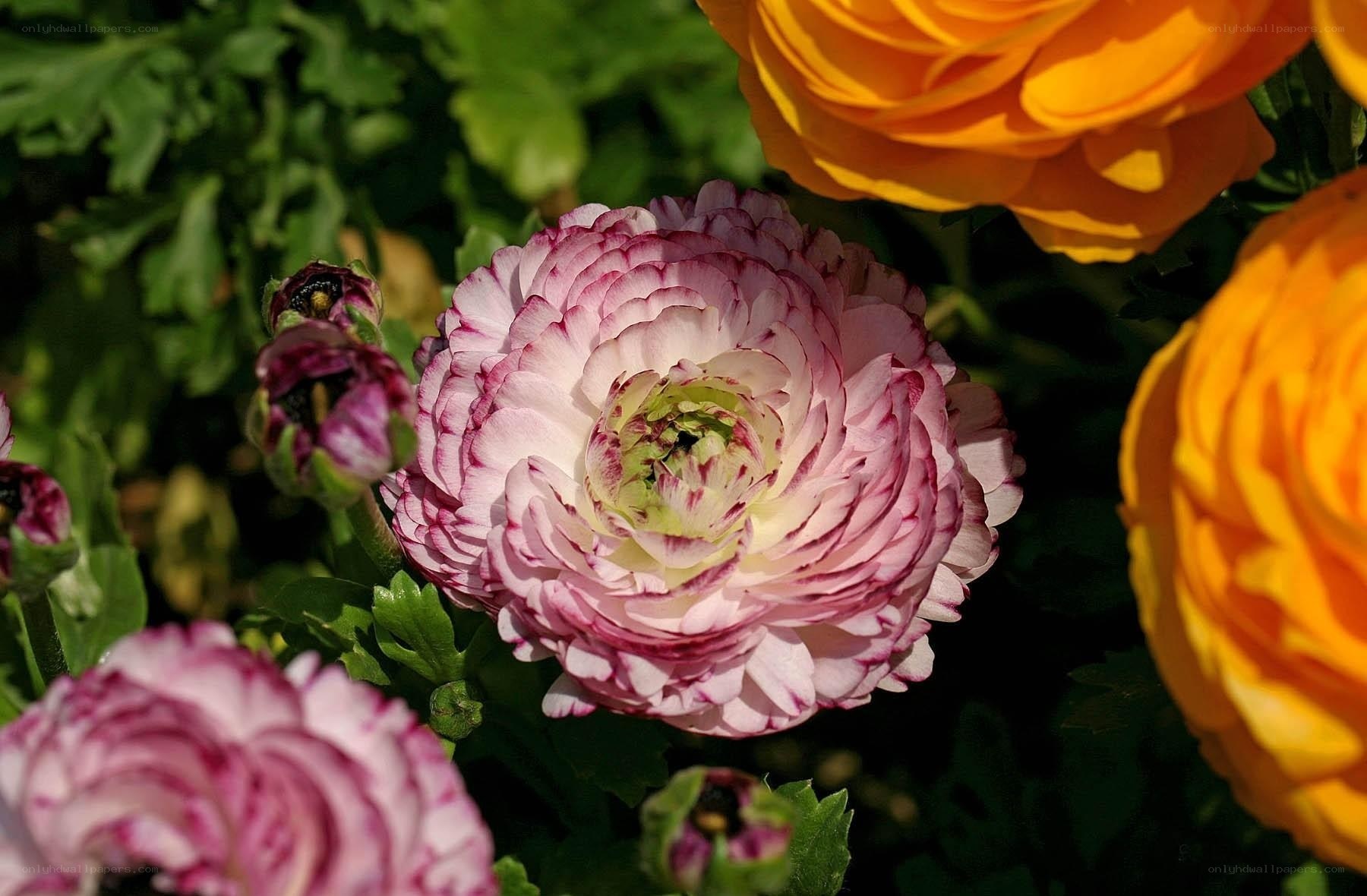Pink and yellow ranunculus flowers