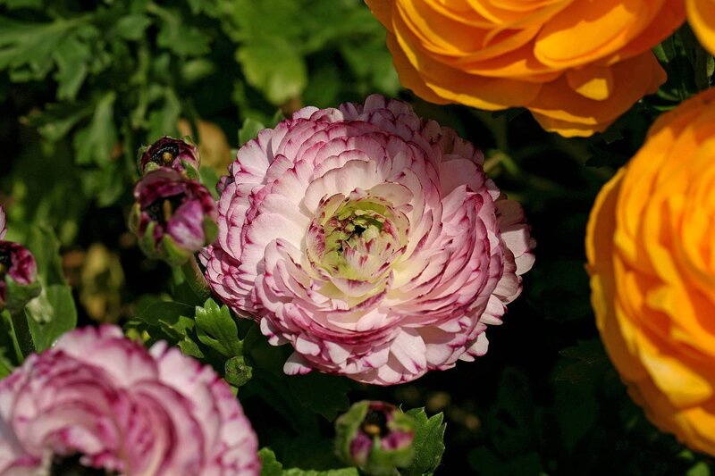 Pink and Yellow Ranunculus
