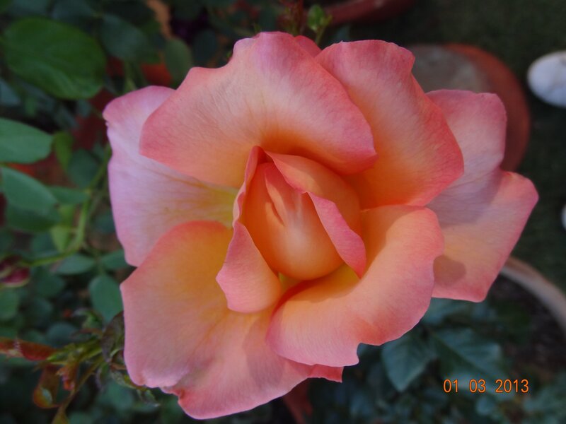 Pink and yellow rose bloom