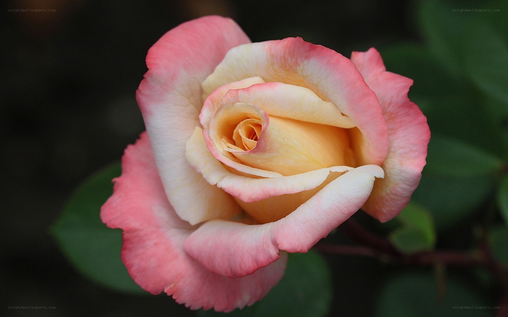 Pink and yellow rose bloom