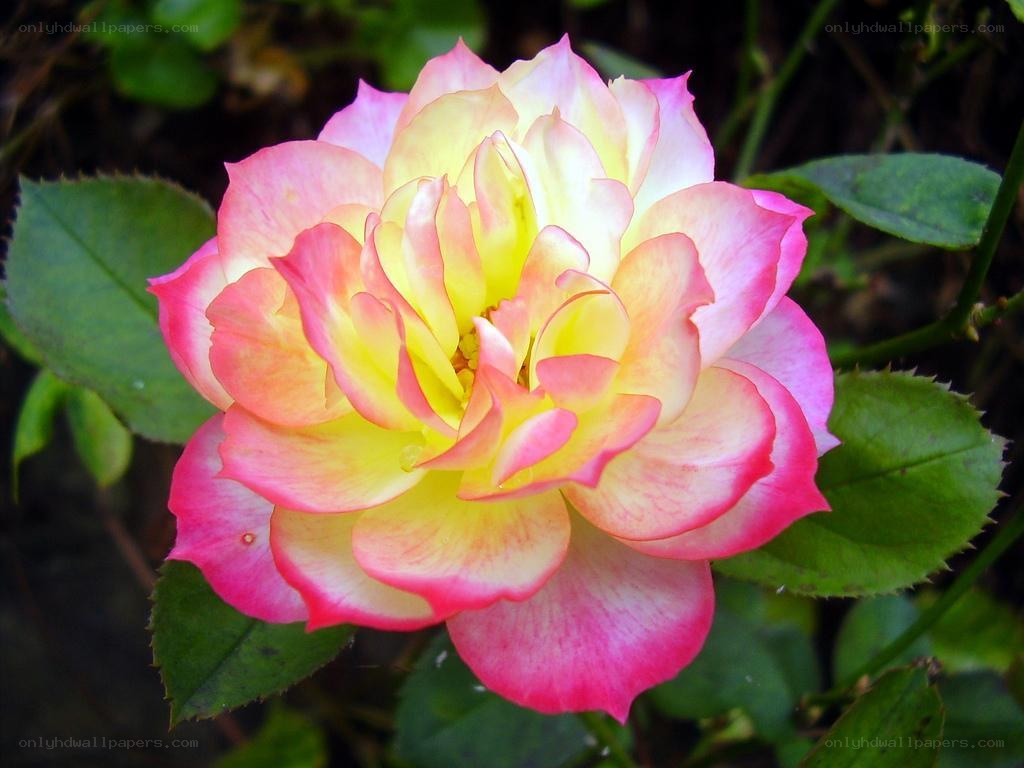 pink and yellow rose bloom